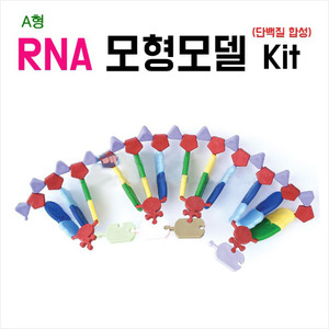 RNA모형모델키트(단백질 합성키트) A형