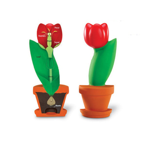 식물 꽃 단면 모형