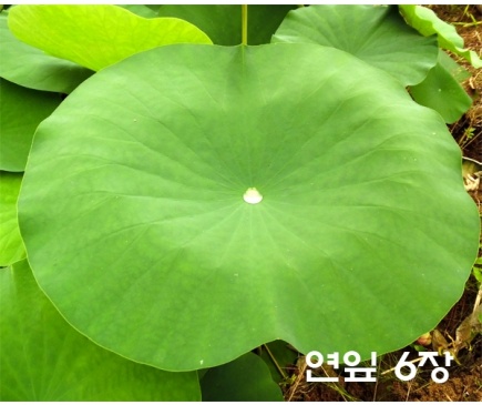 식물의미세구조-(연잎,도꼬마리씨앗)