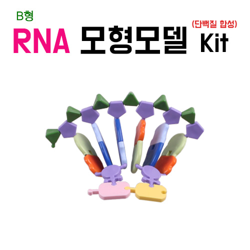 RNA모형모델키트(단백질 합성키트) B형