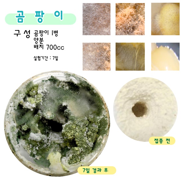 균류세트-곰팡이,누룩,효모(Yeast),느타리버섯