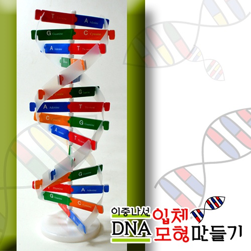 이중나선DNA입체모형만들기(10명1세트)