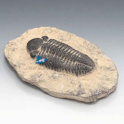 삼엽충(파콥스)화석